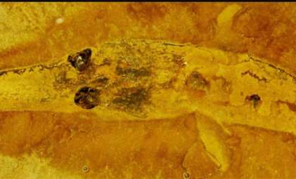 310-Million-Year-Old Shark Nursery Discovered in Ancient Midwest Seas