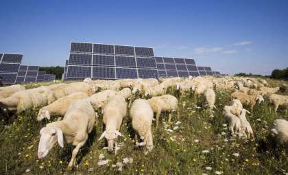 How 1,700 Sheep Grazing Among Solar Panels Spark Remarkable Changes