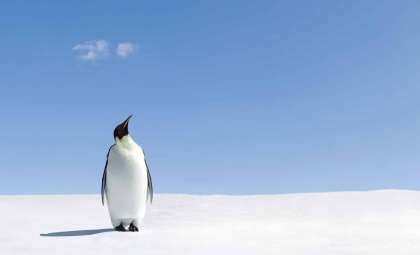 Penguin Guano: An Unexpected Ally in Cooling Antarctica’s Climate