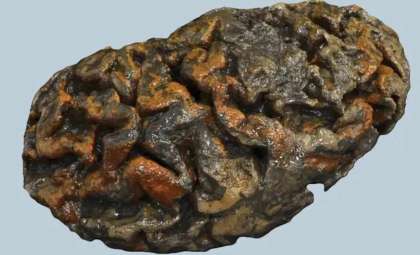 Unlocking Proteins from Ancient Soft Tissues Reveals New Evolutionary Insights