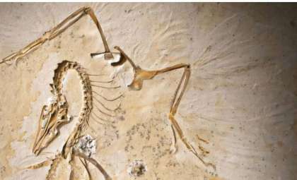 Remarkably Preserved Archaeopteryx Fossil Sheds New Light on Avian Evolution