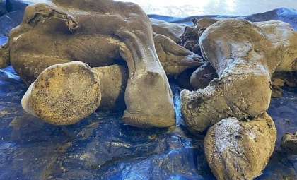 Remarkable Frozen Baby Mammoth Unearthed in Yukon Goldfields