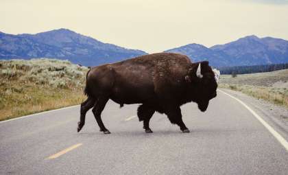 30,000-Year-Old Ice Age Bison Unearthed in Yukon Territory