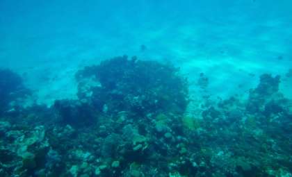 New Deep-Sea Predator Identified Nearly 8,000 Meters Below Ocean Surface