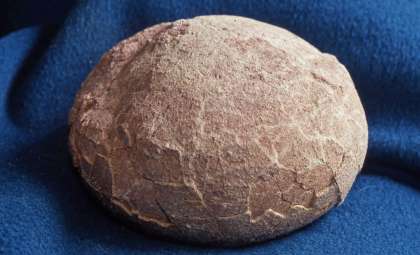 Enormous Fossil Egg from Antarctica Sheds New Light on Mosasaur Reproduction