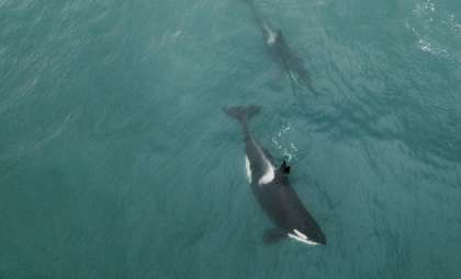 Unusual Alliance: Icelandic Orcas and Young Pilot Whales Swim Together