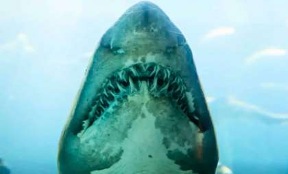 Ancient Sharks Resurface: New Species Unearthed in Vast Underground Cave After 325 Million Years