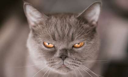 Unveiling Feline Psyche: New Tool Discovers the Hidden Traits of Your Cat