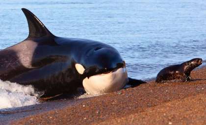 Dolphins and Orcas Have Reached an Evolutionary Dead End Away from Land