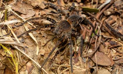 Australia’s Massive Funnel-Web Spider Hemsworth Sets New Size Record