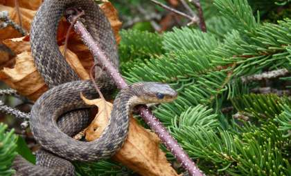 Britain’s Longest Native Snake: A Surprising Underwater Predator