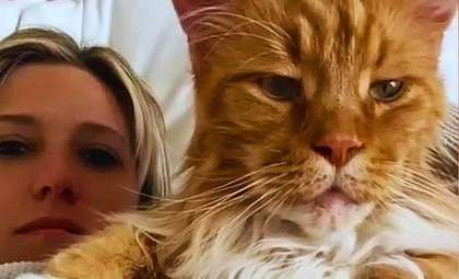 Finn: The Maine Coon Cat Who Outshines a Nine-Year-Old in Size