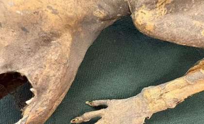 Discovering the Capacabra: A Mummified Creature with Human Hands Found at Michigan State