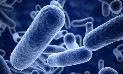 Meet the Giant Bacterium Visible to the Naked Eye