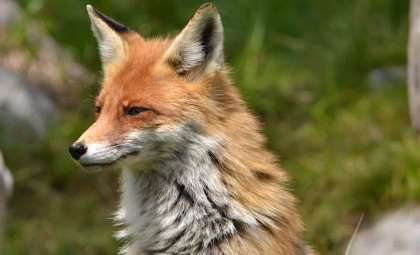 Scientists Discover a Unique Fox Species in New England's Remote Highlands