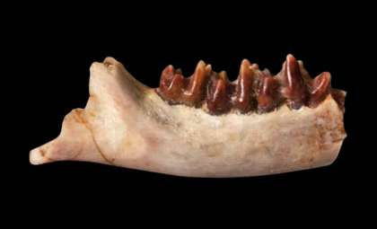 Ancient Mammal Unearthed in Mongolia Sheds New Light on Cretaceous Era