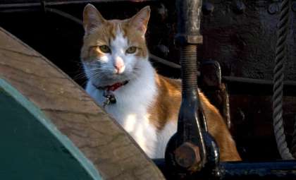 Unexpected Discoveries: How Cats from a 16th-Century Shipwreck Alter Our Understanding of Early America