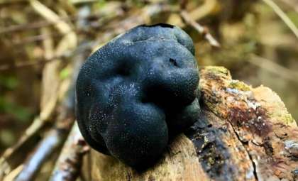 Gene Exchange Between Fungi and Early Plants Drove the Emergence of Earth’s First Terrestrial Ecosystems