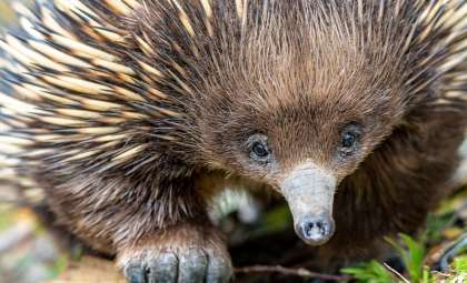 New Insights Reveal Unexpected Evolutionary Tale of Platypus and Echidna