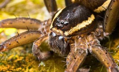 Hand-Sized Great Raft Spiders Thriving and Expanding Across Europe a Decade After Reintroduction