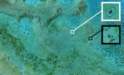 Unraveling the Mystery of Coral Reef 'Halos' Through Satellite Imagery