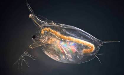 New Research Uncovers How Rising Temperatures Trigger Species Population Crashes