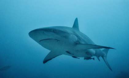 Remarkable Lifespan of the Greenland Shark Revealed: A 300-Year Mystery Unveiled