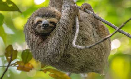 Giant Ancient Sloths: How They Grew Massive and Then Vanished Without a Trace