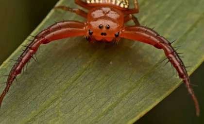 Unveiling Australia's Triangular Spiders: Nature’s Masterful Ambush Predators