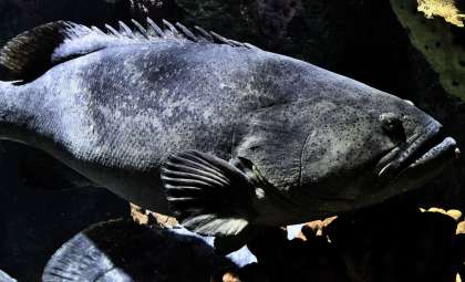 Ancient Armored Fish Reveal Origins of Tooth Sensitivity