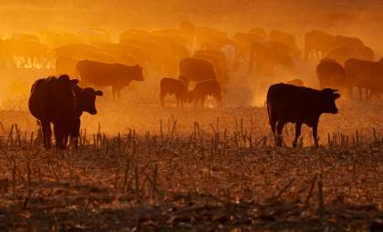 Remarkable 130-Year Survival of Cattle on Remote Amsterdam Island Unveiled