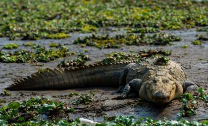 Unearthing Sarcosuchus: The Colossal Croc That Dwarfs Today's Giants