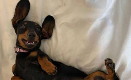 Tiny Sausage Dog Survives Over 500 Days Alone on Kangaroo Island