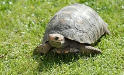 Discovering Edowa zuniensis: A Groundbreaking 90-Million-Year-Old Turtle Fossil