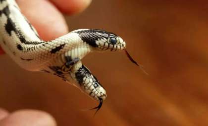 Two-Headed California Kingsnake Defies Survival Odds in Berkeley