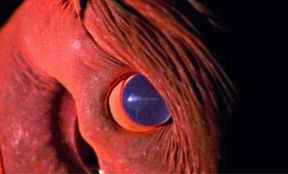 Rare Glimpse of Deep Sea ‘Vampire Squid’ with Enormous Eyes Captured on Video