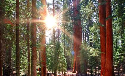 Scientists Unearth California’s Tallest Jeffrey Pine at Unprecedented Elevation