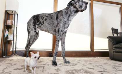 Record-Breaking Canine Giants Reggie and Pearl Share a Unique Encounter