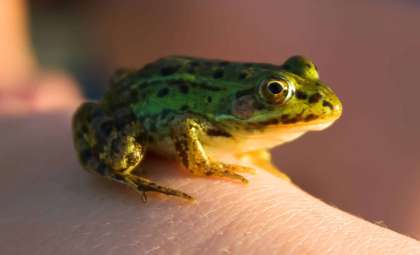 Island Species Face Extinction Threat as Cyclones Become More Intense
