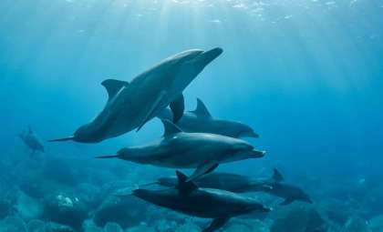 Next-Gen AI Could Unlock Conversations Between Humans and Dolphins