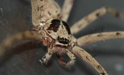Meet the Swift Crab-Limbed Huntsman Spiders Invading Your Home