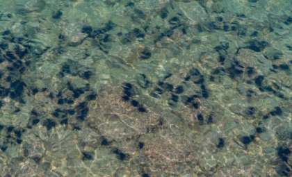 Mysterious Surge in Sea Urchins Threatens Hawaii's Coral Reefs