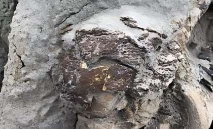 Remarkable Juvenile Hadrosaur Fossil with Skin Unearthed in Alberta