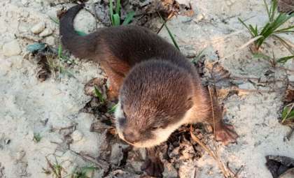 After Two Centuries, Asia’s Smallest Otter Reappears in Nepal’s Remote Region