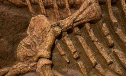 Ancient South African DNA Sheds New Light on Human Evolution
