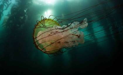 The Massive Lion’s Mane Jellyfish: Ocean’s Floating Giant Revealed
