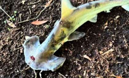 Hammerhead Shark Plummets Into South Carolina Disc Golf Game from Above