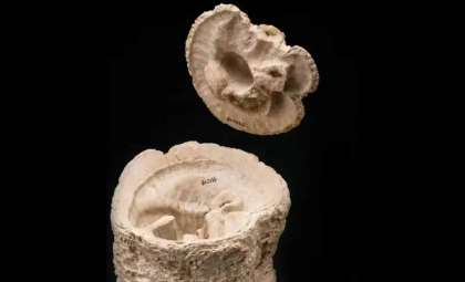 How an Ancient Asteroid Impact Sparked Unexpected Marine Renewal