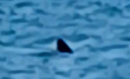 Unexpected Porbeagle Shark Spotted Near Bournemouth’s Popular Shoreline