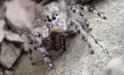 New Genus of Camouflaged Jumping Spiders Uncovered in New Zealand's Alpine Zones